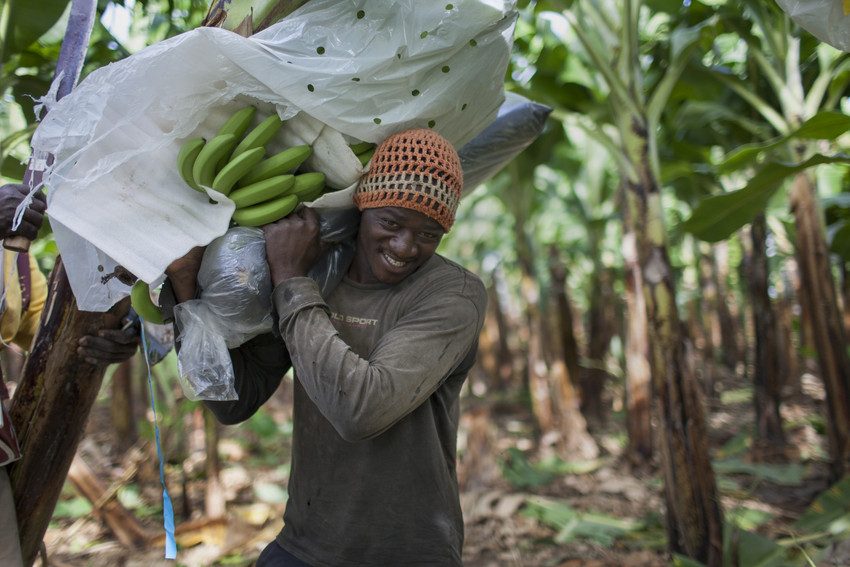 Kenel Dorvil,   25 anni,   porta un casco di banane appena raccolto presso la piantagione del produttore BANELINO Erick Almanzar,   nella Repubblica Dominicana. © James Rodriguez
