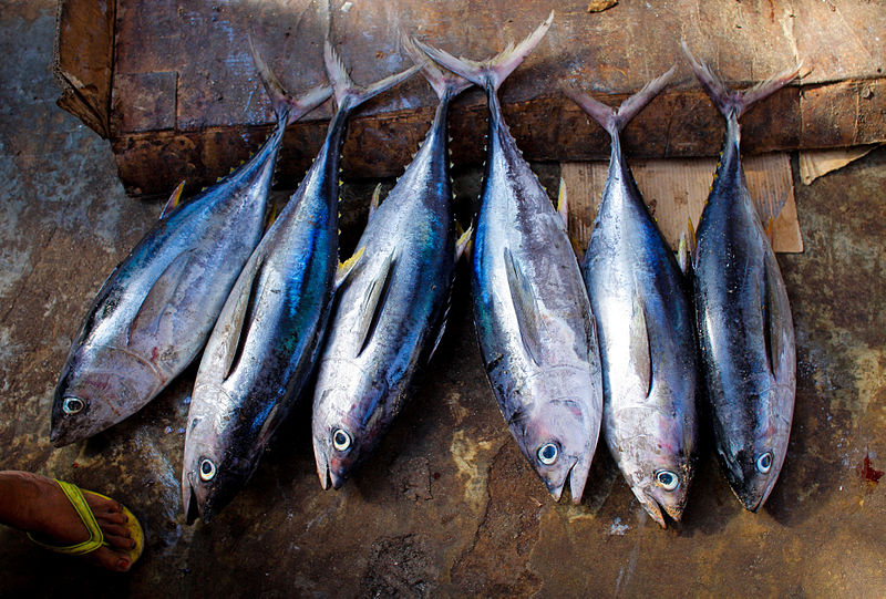 Pesca di tonni (2013). Di English: AMISOM Public Information (Flickr) [Public domain],   attraverso Wikimedia Commons