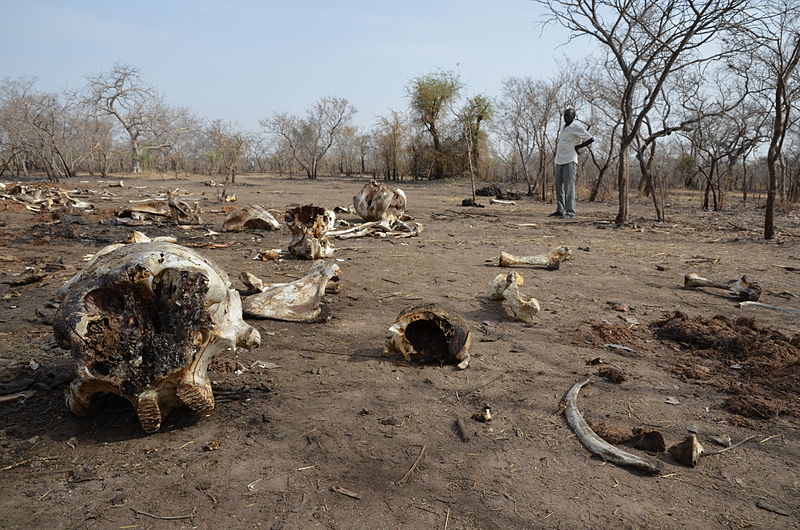 Carcasse di elefanti in Chad. Foto: Save the Elephants Wikimedia Commons