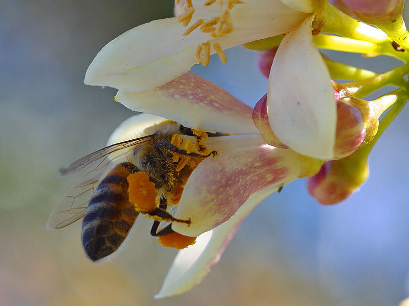 Ape sul fiore. La moria delle api è stata accostata all'impiego di neonicotinoidi in agricoltura. Di Jon Sullivan [Public domain],   attraverso Wikimedia Commons