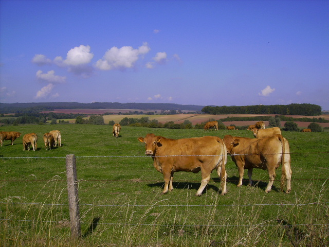 Mucche al pascolo in Francia ©Jpmgir/Wikimedia Commons
